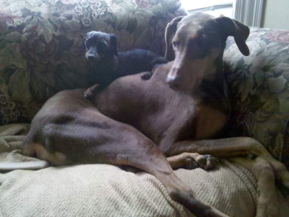 Jasper and his best friend Samantha (our mini-dachshund)